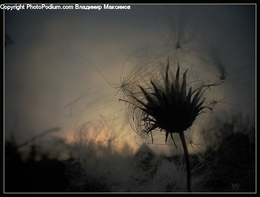 Dandelion, Flower, Plant, Field, Grass, Grassland, Blossom