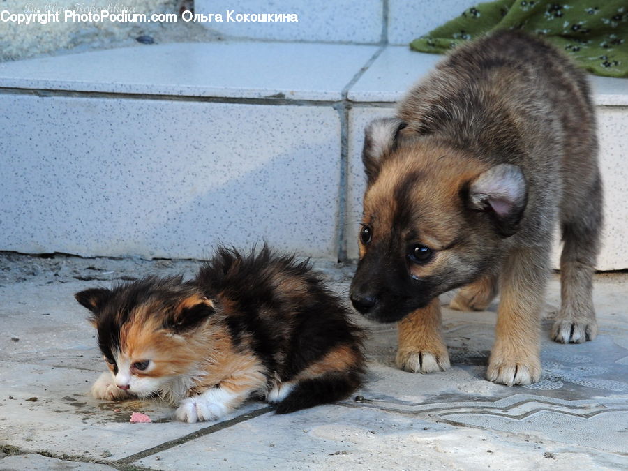 Animal, Canine, Collie, Dog, Mammal, Pet, German Shepherd
