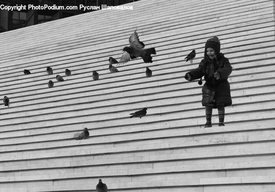 Human, People, Person, Bird, Pigeon, Boardwalk, Deck