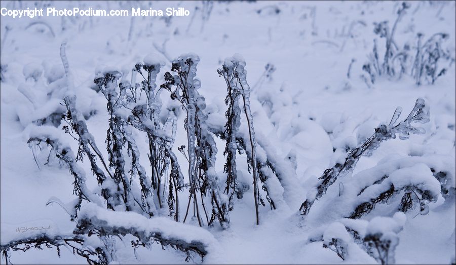 Ice, Outdoors, Snow, Conifer, Fir, Pine, Spruce