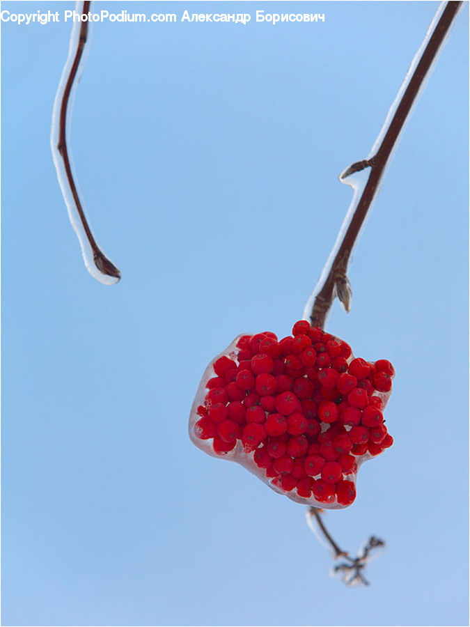 Fruit, Raspberry, Grapes, Adventure, Flight, Gliding, Cherry
