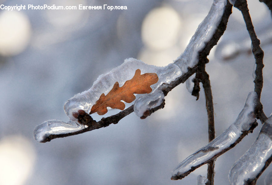 Frost, Ice, Outdoors, Snow, Icicle, Winter, Bird