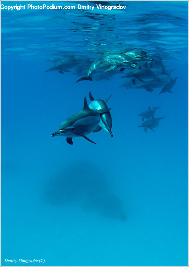 Fish, Sea Life, Shark, Animal, Dolphin, Outdoors, Sea