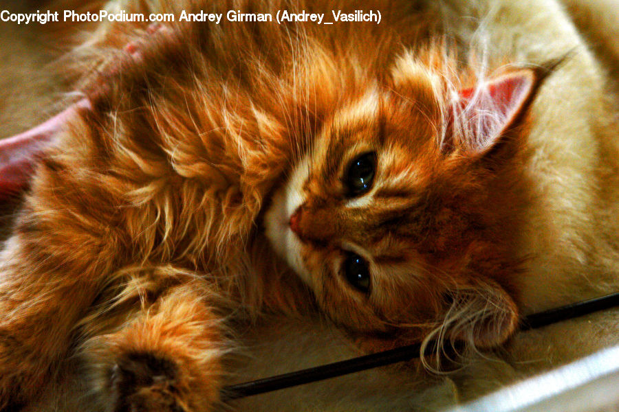 Animal, Cat, Kitten, Mammal, Pet, Manx