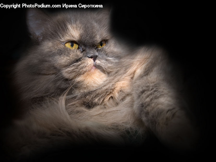 Head, Portrait, Animal, Cat, Mammal, Manx, Pet