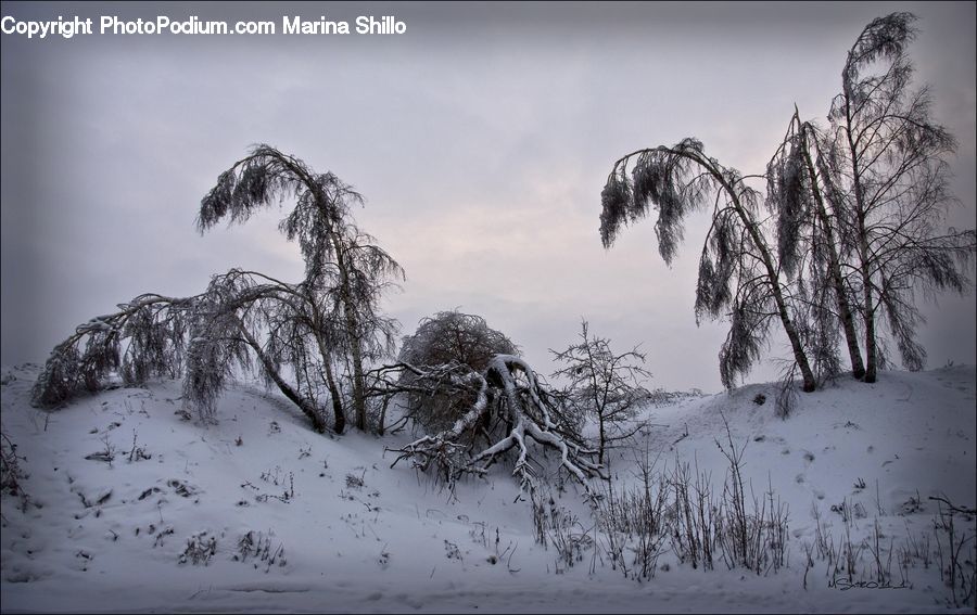 Plant, Tree, Willow, Ice, Outdoors, Snow, Grass