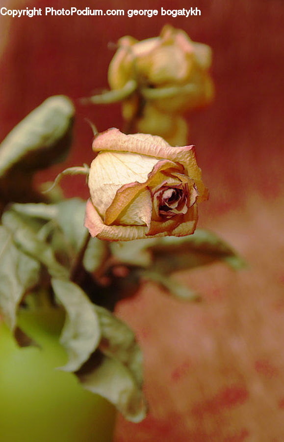 Amphibian, Frog, Tree Frog, Wildlife, Pepper, Produce, Vegetable