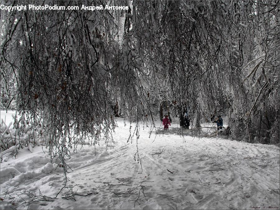Ice, Outdoors, Snow, Forest, Vegetation, Plant, Tree