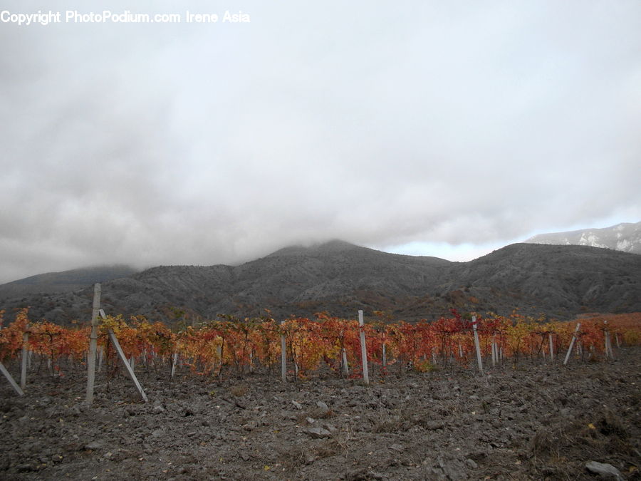 Countryside, Farm, Field, Vineyard, Eruption, Volcano, Conifer