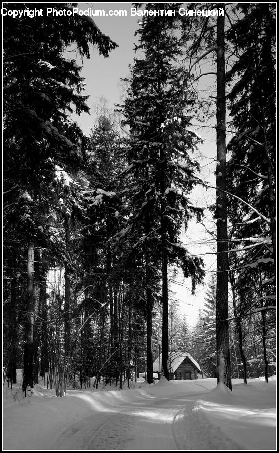 Conifer, Fir, Pine, Spruce, Wood, Forest, Vegetation