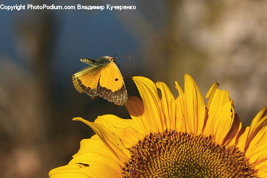 Blossom, Flora, Flower, Plant, Sunflower, Butterfly, Insect