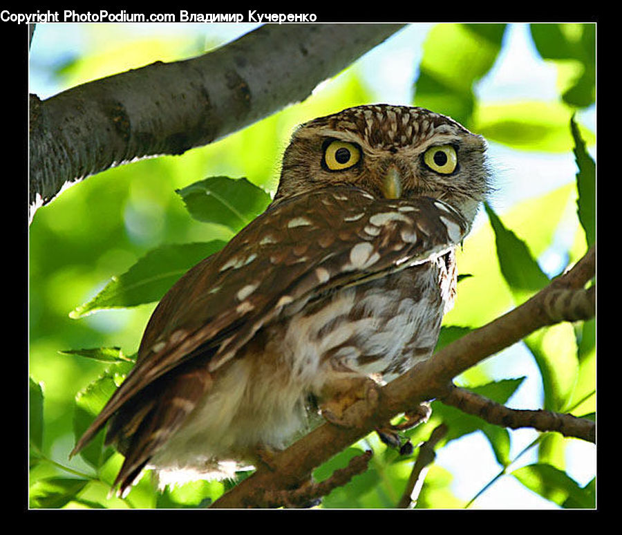 Bird, Buzzard, Harrier, Hawk, Vulture, Owl, Wildlife