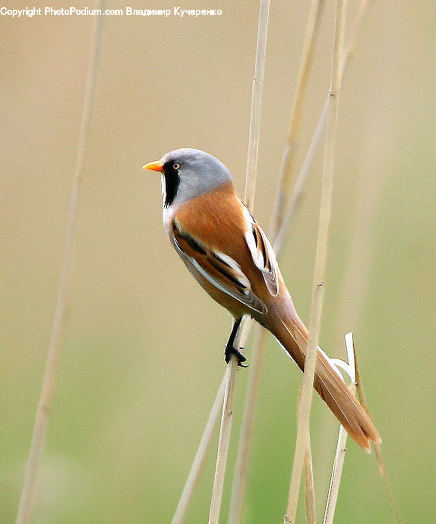 Grass, Plant, Reed, Bird, Finch, Robin, Bee Eater
