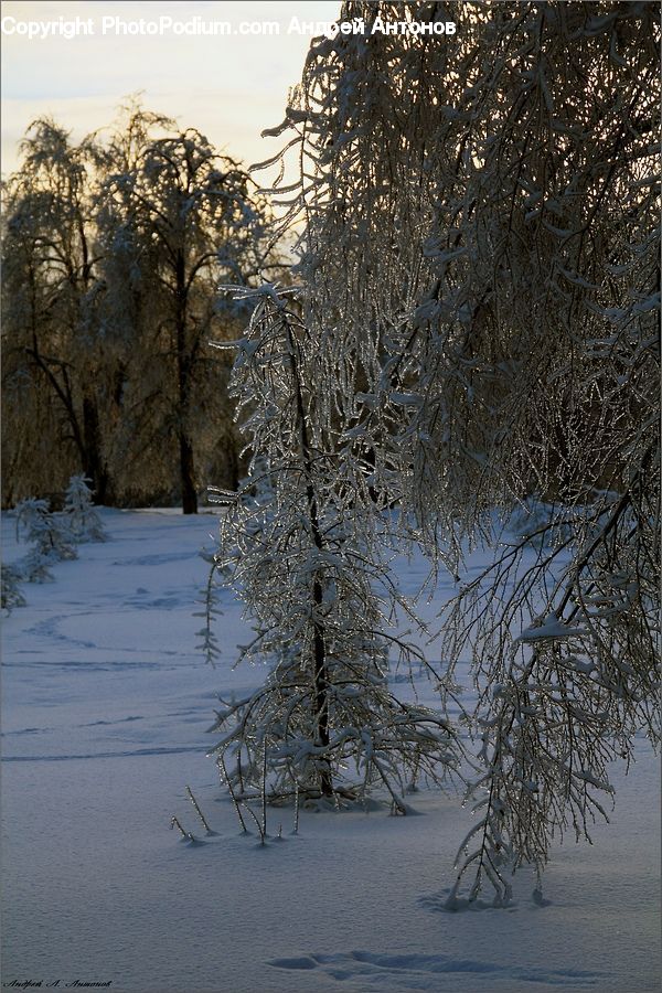 Frost, Ice, Outdoors, Snow, Conifer, Fir, Plant