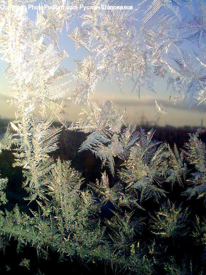 Conifer, Fir, Plant, Tree, Frost, Ice, Outdoors