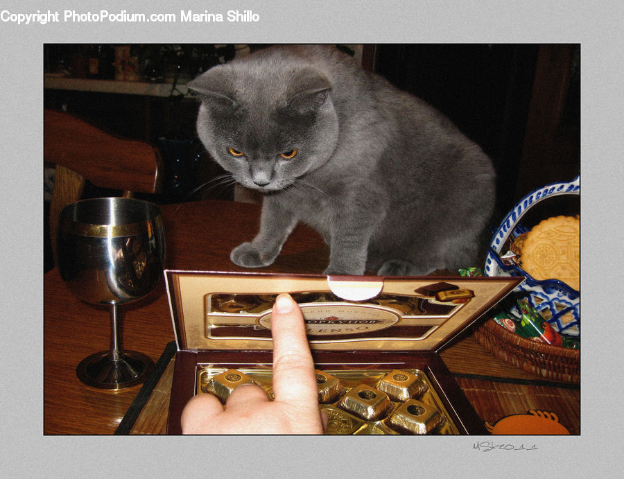 Animal, Cat, Mammal, Manx, Pet, Abyssinian, Glass
