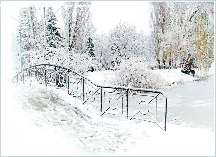 Ice, Outdoors, Snow, Landscape, Nature, Scenery, Plant