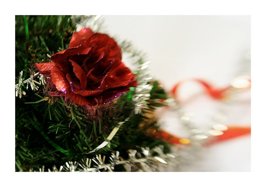 Blossom, Carnation, Flower, Plant, Conifer, Fir, Tree