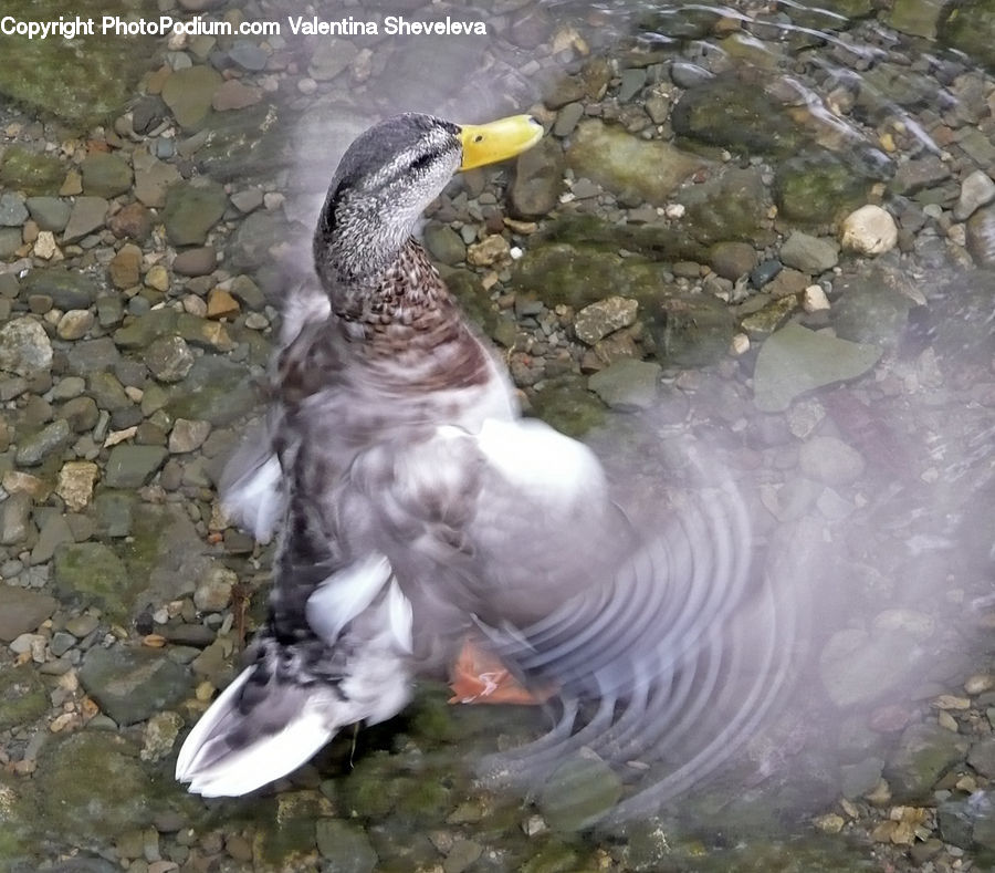 Beak, Bird, Booby, Duck, Teal, Waterfowl, Goose