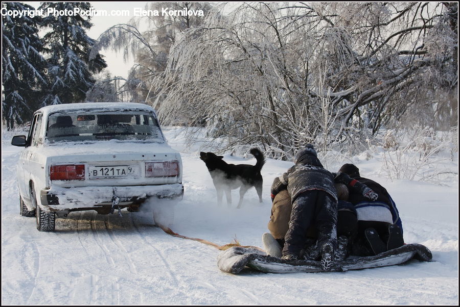 Animal, Canine, Dog, Husky, Mammal, Pet, Ice