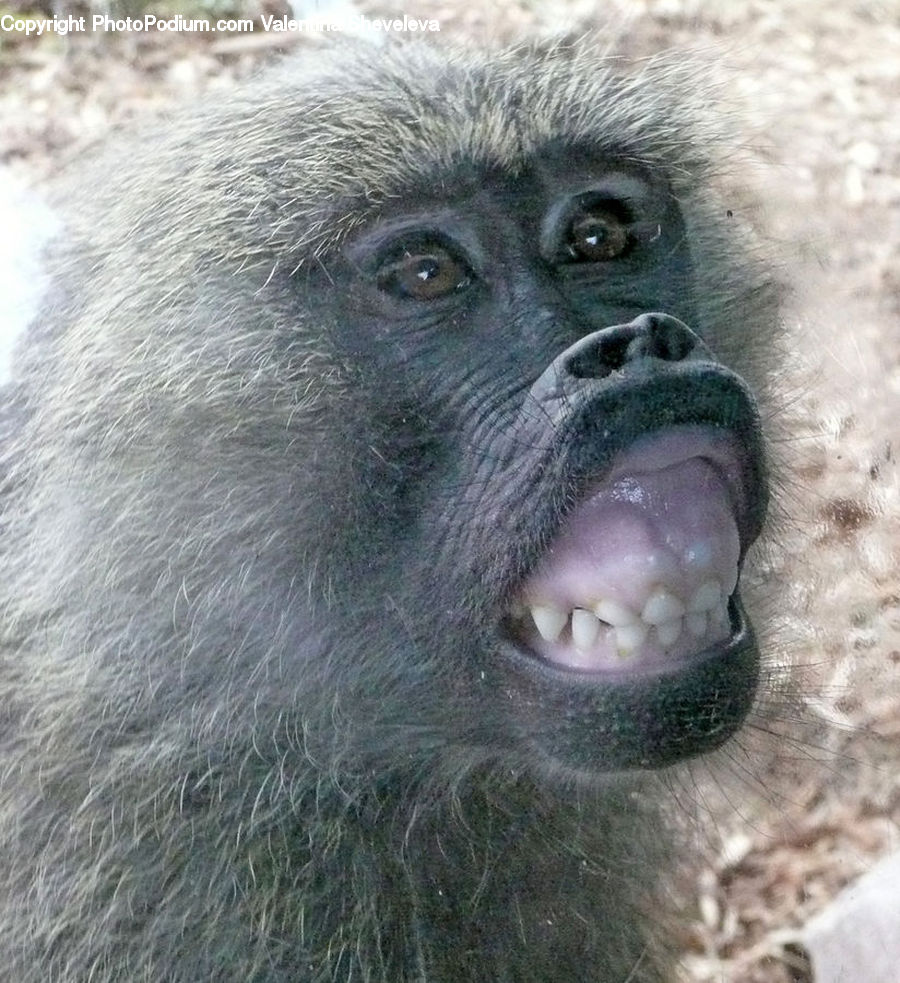 Animal, Baboon, Mammal, Monkey