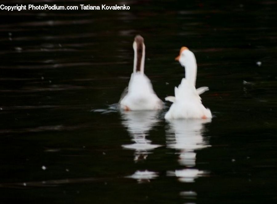 Bird, Swan, Waterfowl, Goose, Duck, Teal, Pelican