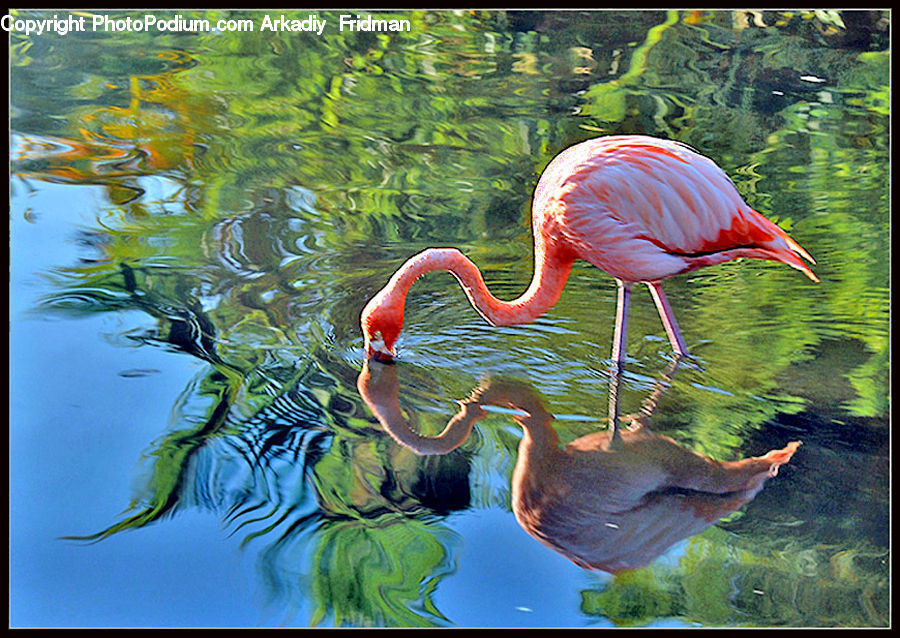 Bird, Flamingo, Flock, Ardeidae, Crane Bird, Heron, Stork