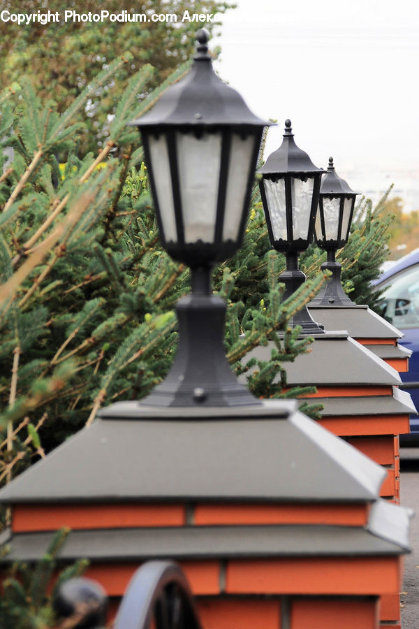 Lantern, Lamp Post, Pole, Plant, Conifer, Tree, Wood