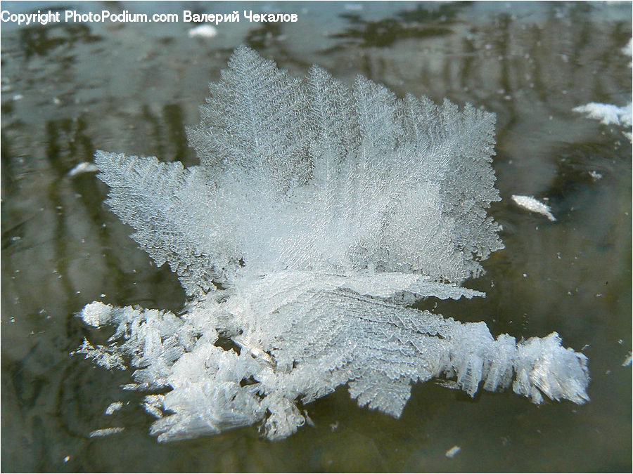 Frost, Ice, Outdoors, Snow, Alcyonacea, Brain Coral, Coral Reef