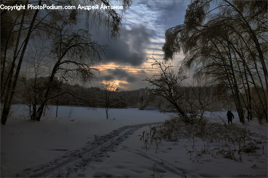 Ice, Outdoors, Snow, Plant, Tree, Willow, Landscape