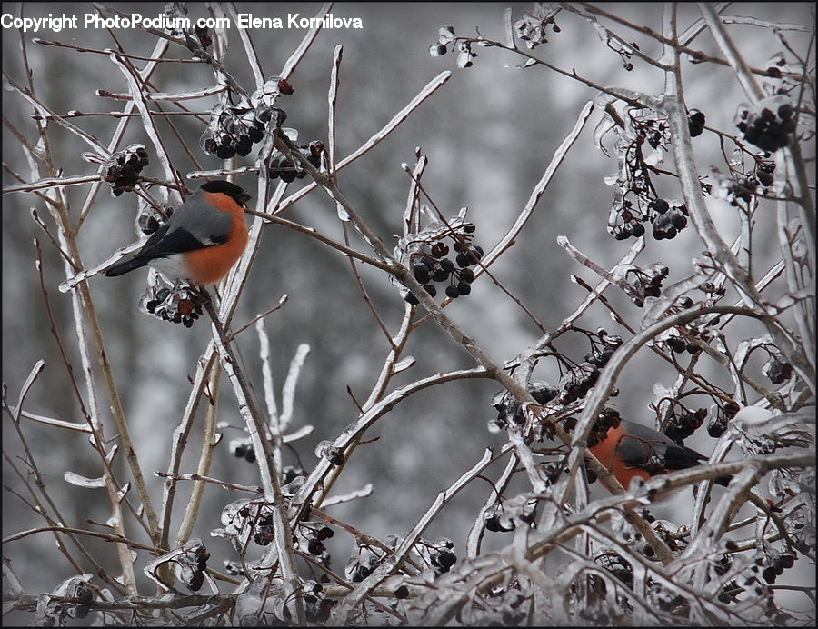 Bird, Robin, Blue Jay, Bluebird, Jay, Bee Eater