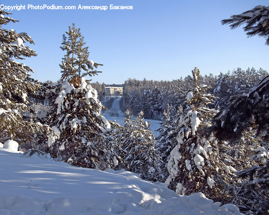 Conifer, Fir, Spruce, Wood, Plant, Tree, Ice