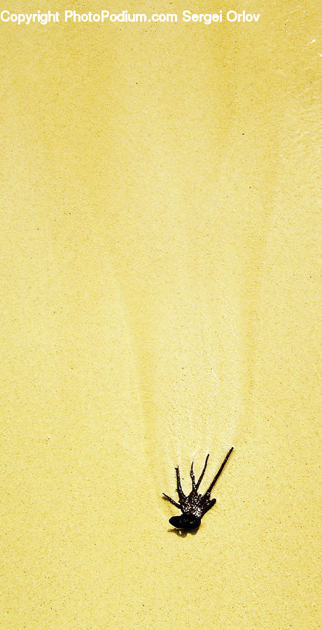Insect, Invertebrate, Mosquito, Arachnid, Black Widow, Garden Spider, Spider