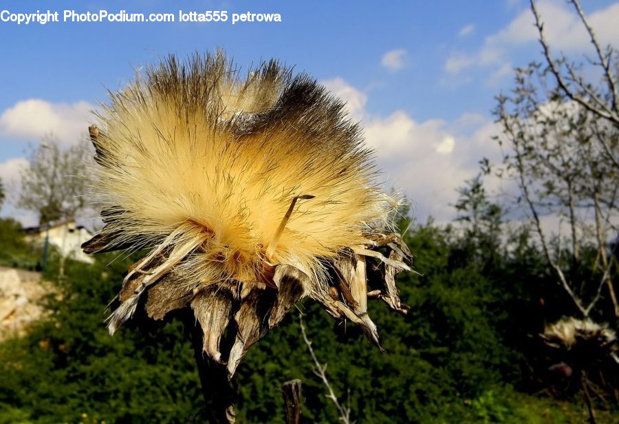 Dandelion, Flower, Plant, Forest, Vegetation, Blossom, Flora