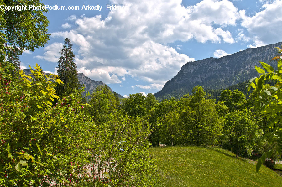 Plant, Tree, Field, Grass, Grassland, Land, Outdoors