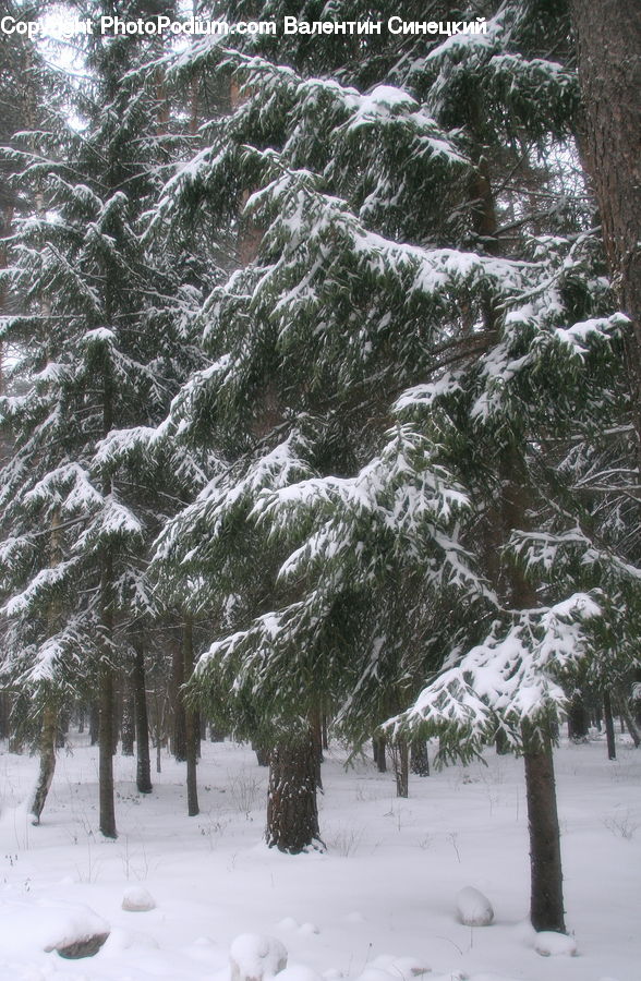 Ice, Outdoors, Snow, Conifer, Fir, Plant, Tree