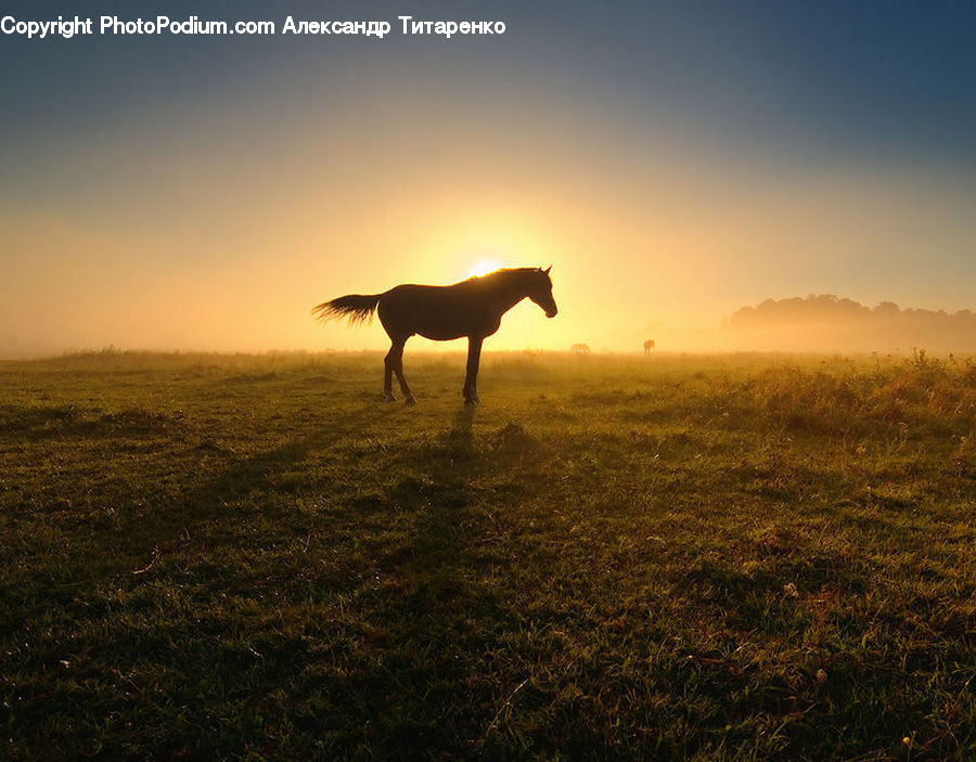 Animal, Horse, Mammal, Gazelle, Impala, Wildlife, Dawn
