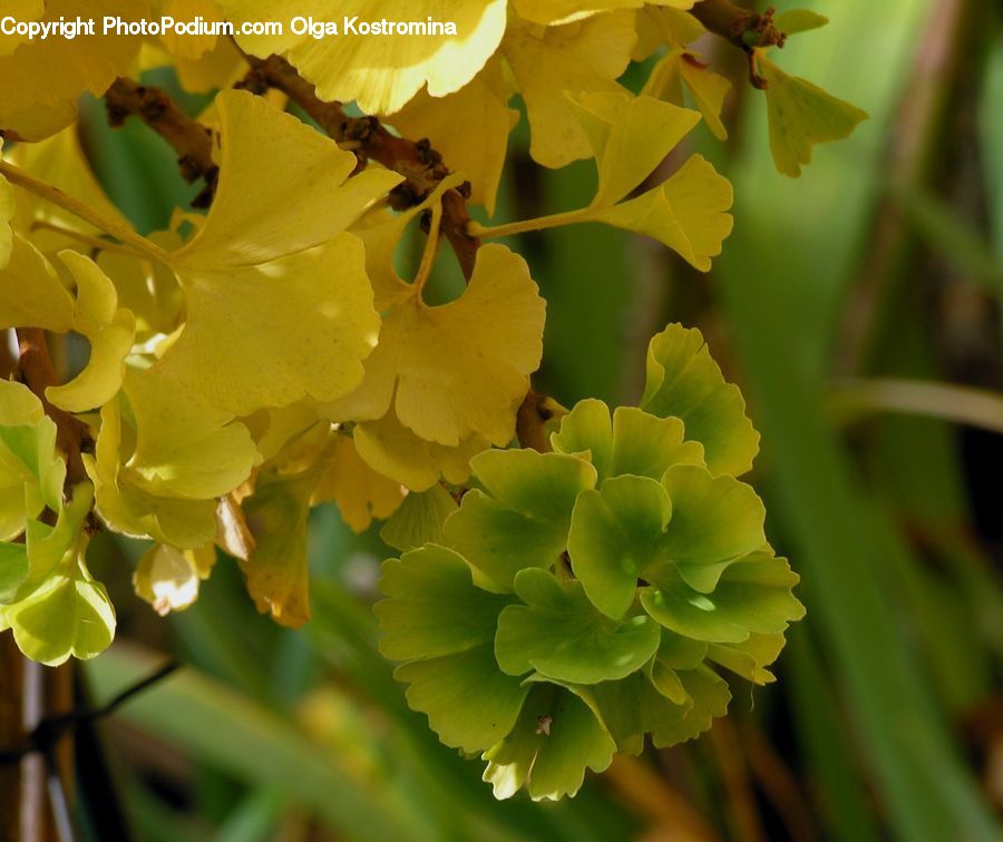 Blossom, Daffodil, Flora, Flower, Plant, Vanilla, Geranium