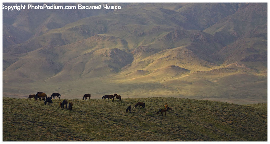 Field, Grass, Grassland, Land, Outdoors, Animal, Bison