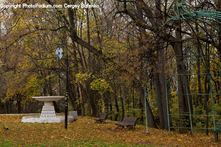 Analog Clock, Clock, Bench, Forest, Vegetation, Gazebo, Grove