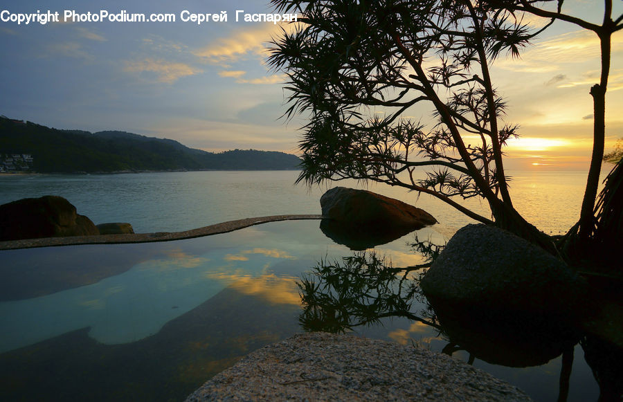 Plant, Tree, Outdoors, Sea, Water, Coast, Pot