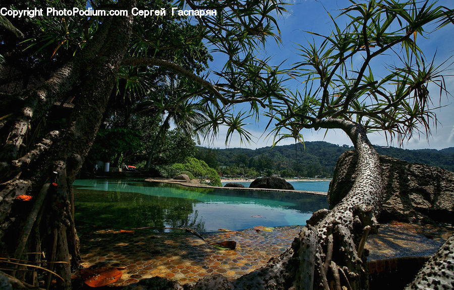Coast, Cove, Outdoors, Sea, Water, Conifer, Plant