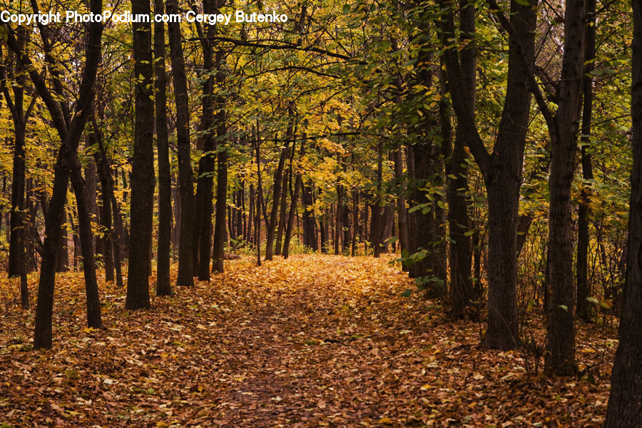 Forest, Vegetation, Path, Road, Walkway, Birch, Tree