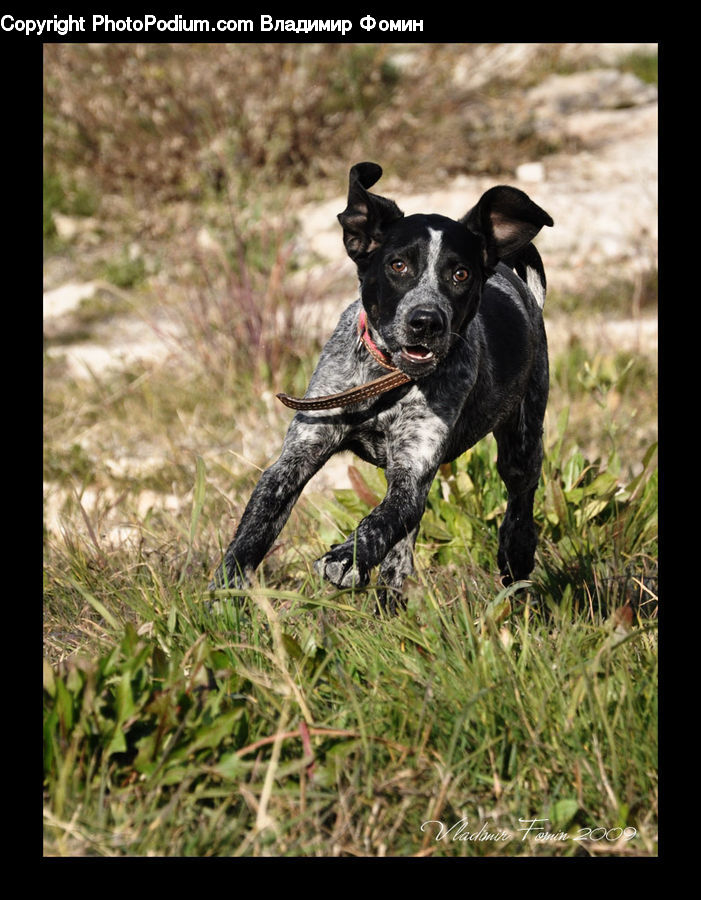 Animal, Canine, Dog, Mammal, Pet, Pointer, Bulldog