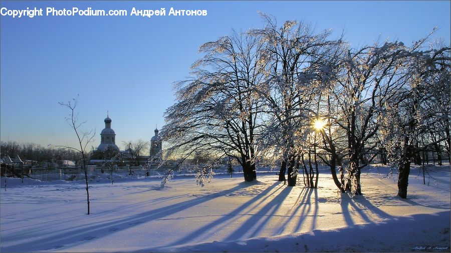 Landscape, Nature, Scenery, Park, Plant, Tree, Birch