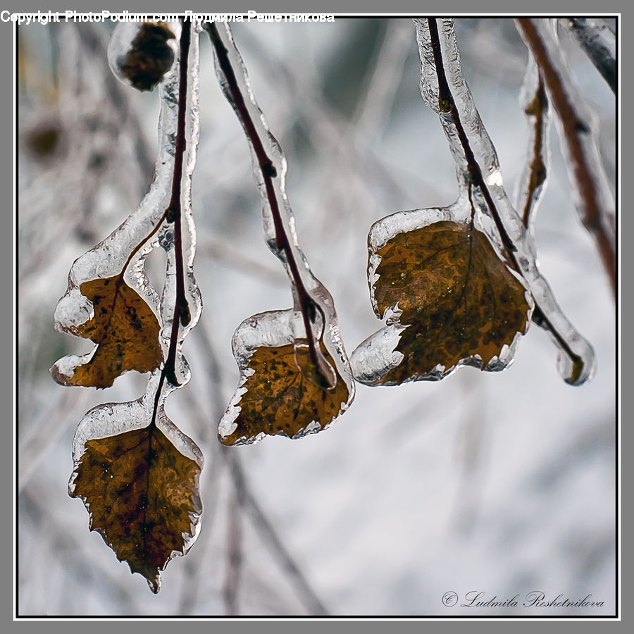 Oak, Sycamore, Tree, Tree Trunk, Wood, Ice, Outdoors