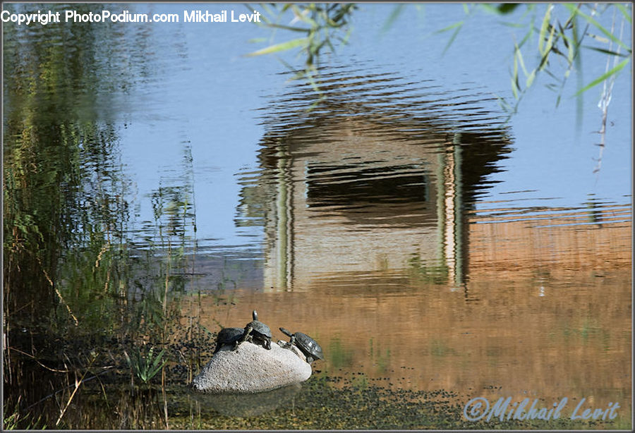 Bird, Goose, Waterfowl, Duck, Teal, Rock, Granite