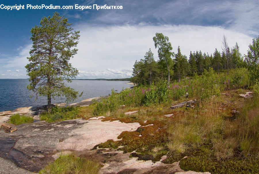 Conifer, Fir, Plant, Tree, Rock, Coast, Outdoors