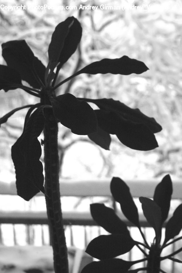Veins, Silhouette, Blossom, Flora, Flower, Plant, Amaryllis