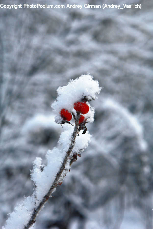 Frost, Ice, Outdoors, Snow